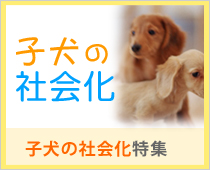 子犬の社会化